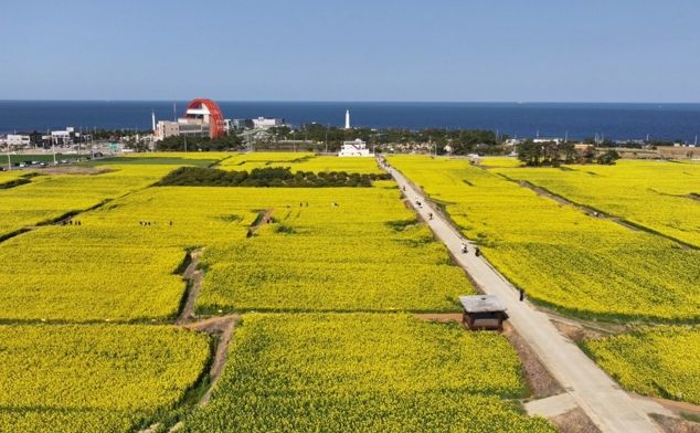 유채꽃과 벚꽃이 전하는 화려한 봄소식, 포항에서 만나세요!