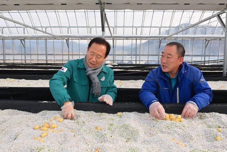 골든에그 씨감자 생산용 감자 첫 수확 현장