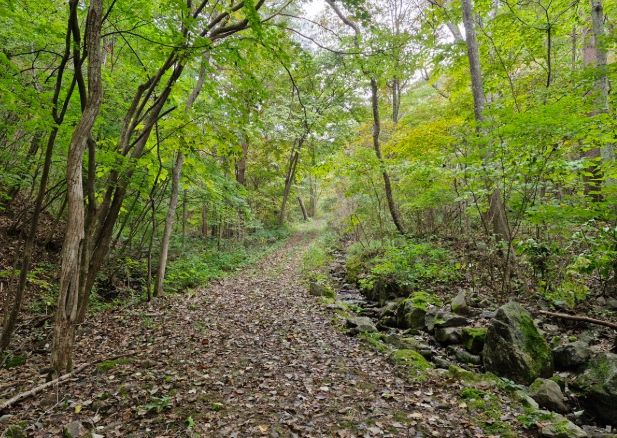 봉화 낙동정맥트레일 승부~분천 구간 재개통