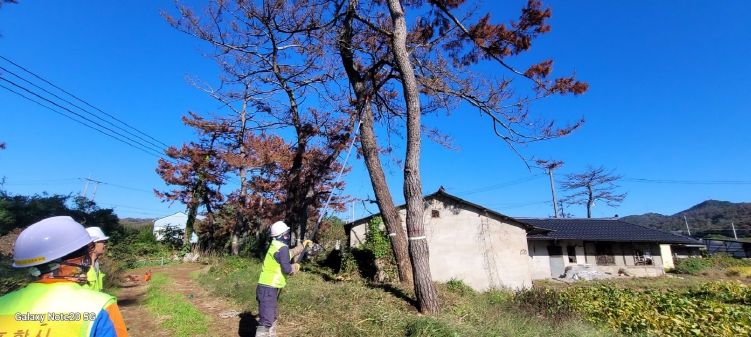 포항시가 2025년 하반기 위험목 제거사업으로 생활권 위험목을 제거하고 있다.