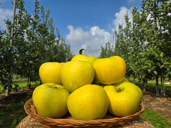 군위군, 농림축산식품부 스마트과수원특화단지조성 공모사업 최종 선정
