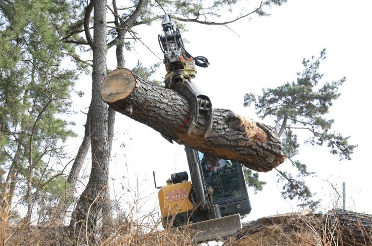 소나무재선충병 방제 작업 현장