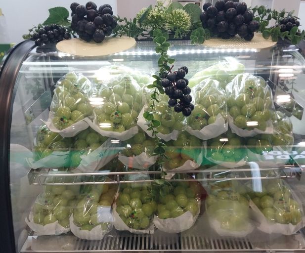 영주산 샤인머스캣 전시모습.