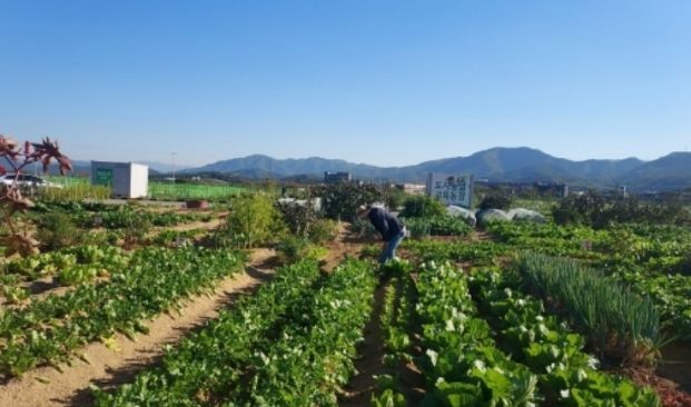 군위군, 텃밭에서 배우는 농업… 주말농장·주말농부학교 함께 연다.