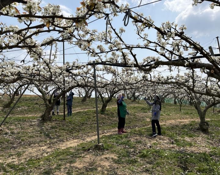 상주시농업기술센터, 꽃가루은행 운영으로 안정적 결실 지원