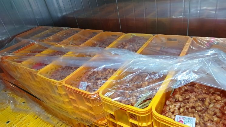 씨생강 소독 후 최아(싹틔우기) 처리