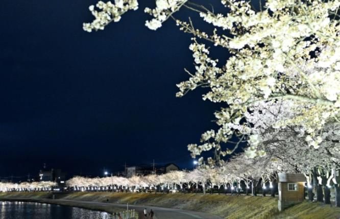 벚꽃길 따라 함께 걷고, 나무심기 동참하세요!-기후에너지과(사진_직지천경관)